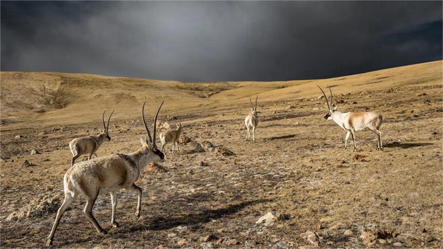 In pics: Breathtaking beauty showcases Xizang's ecological conservation results