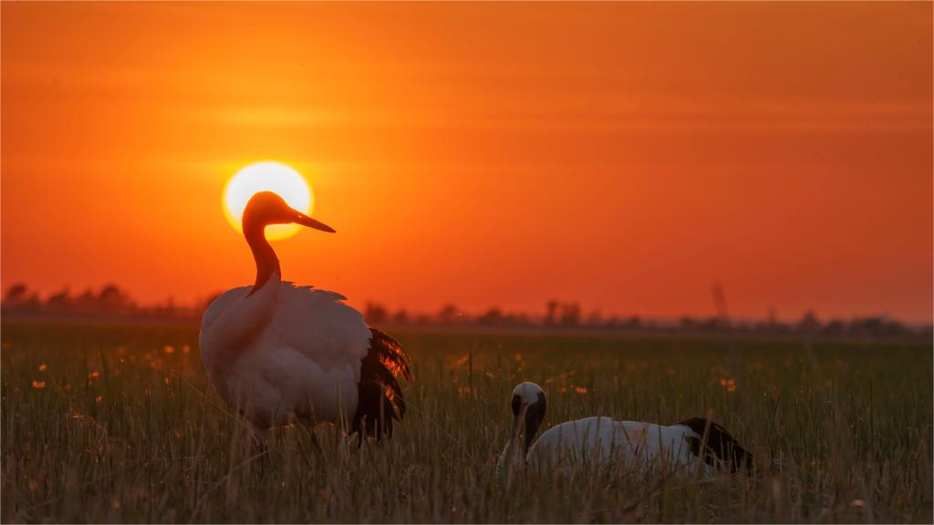 Red-crowned cranes enter breeding season in NE China