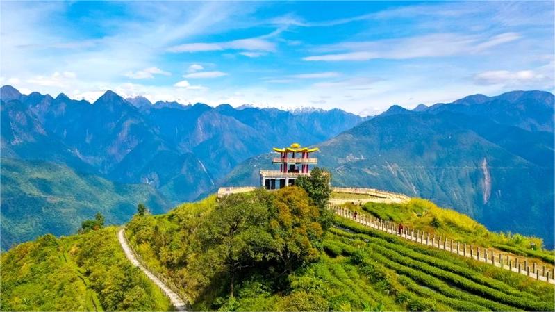 Tea leaves generate wealth for farmers in Metok, SW China's Xizang