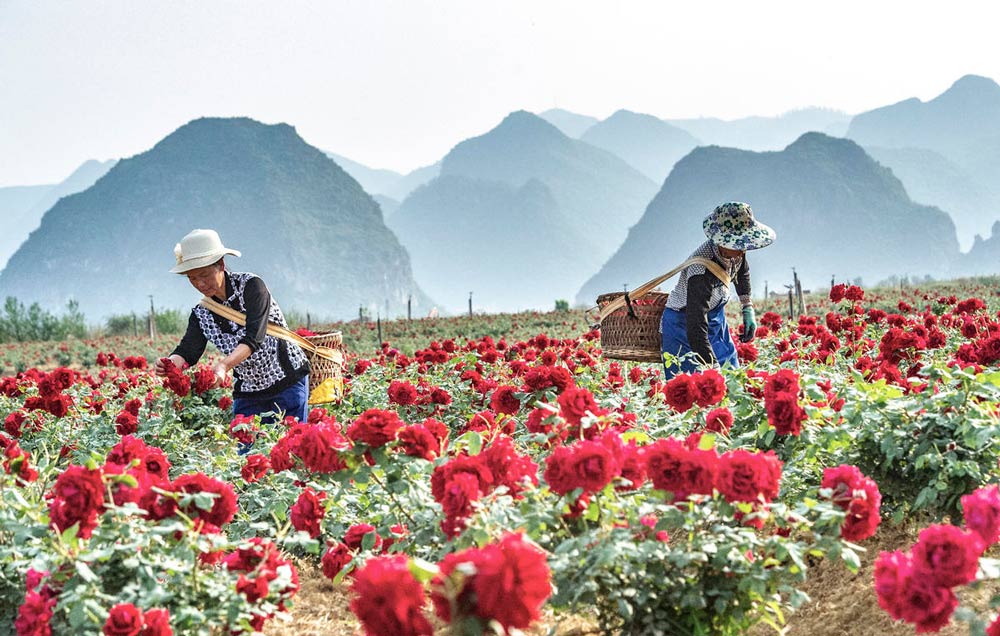 Flower farmers harvest roses in SW China’s Yunnan