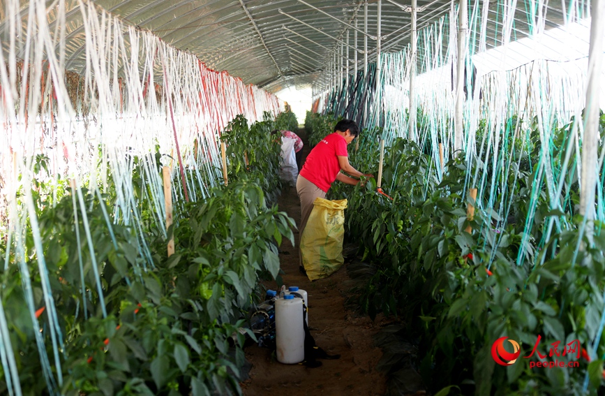 Vegetable industry brings wealth to farmers in C China's Henan