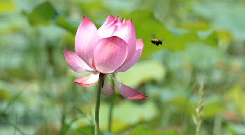 Lotus flowers bloom in ponds across China