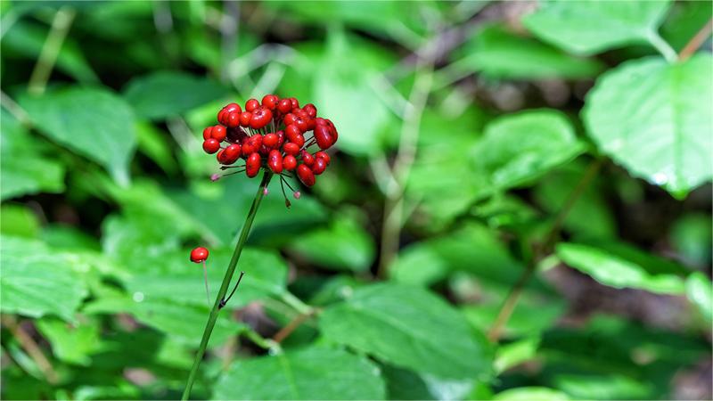 Ginseng in NE China's Changbai Mountain grows into 'gold mine'