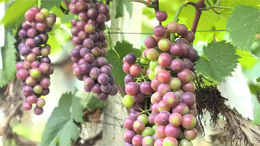 Small village in China's Guangxi sees bountiful harvest of grapes