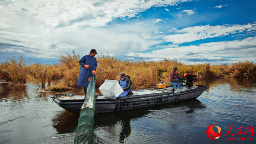 Crabs harvested in NW China's Xinjiang