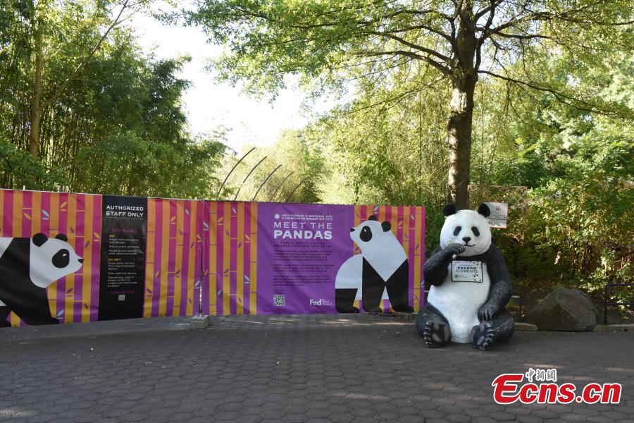 Pandas Bao Li and Qing Bao in good shape at Smithsonian's National Zoo